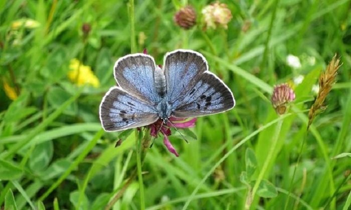 Large blue butterfly thriving in UK since reintroduction